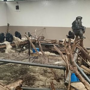 Chimpanzee indoors