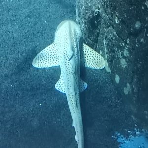 Zebra Shark
