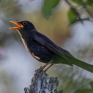 Common Blackbird female vocalising