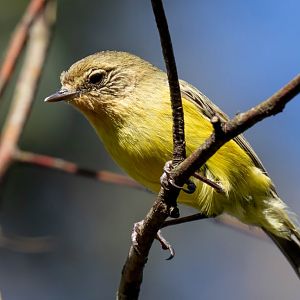 Yellow Thornbill