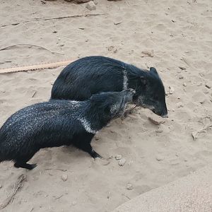 Collared Peccary