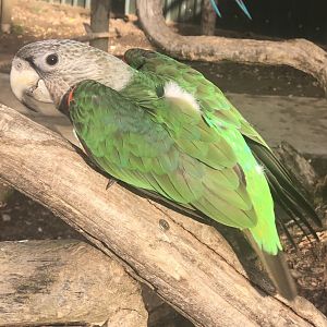 Parrot ID - Tropical birdland