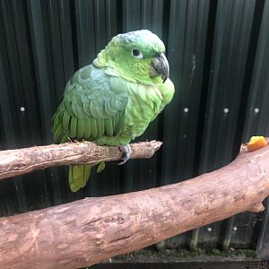 Amazon ID - Tropical Birdland