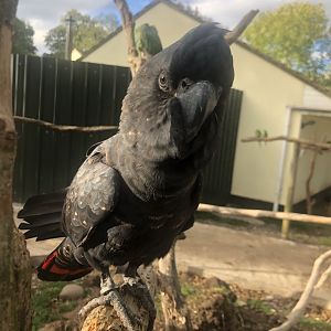 Black lory? - Tropical Birdland