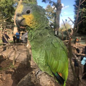 Amazon ID - Tropical Birdland