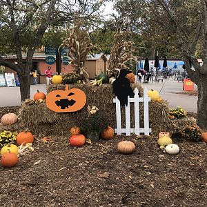 Halloween Decorations at Entrance