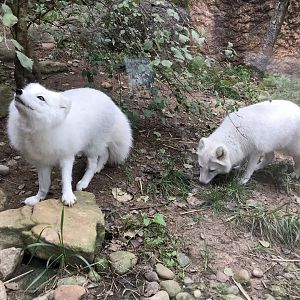 Pair of Arctic Foxes