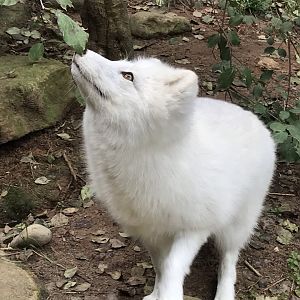 Arctic Fox