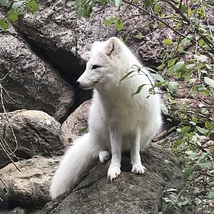 Arctic Fox