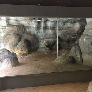 Polar Bear Tundra Habitat