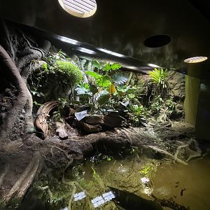Anaconda exhibit