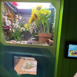 common eastern bumble bee exhibit