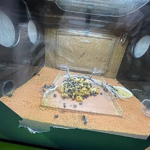 common eastern bumble bees