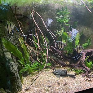 South american exhibit