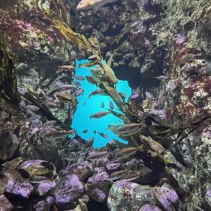 One of the california tanks