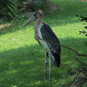 Marabou Stork