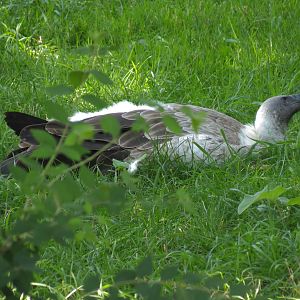 African White-backed Vulture