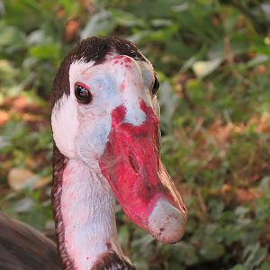 Spur-winged Goose