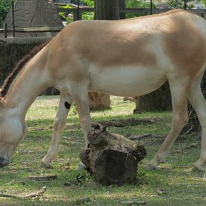 Persian Onager