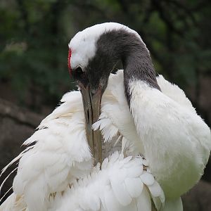 Red-crowned Crane