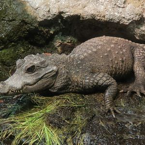 Dwarf Crocodile