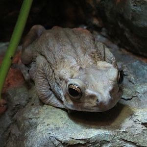 Climbing Toad