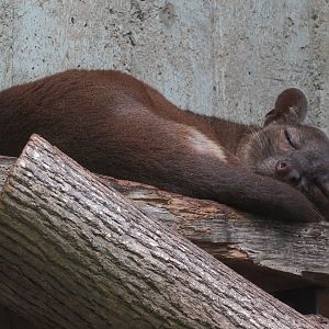 Fossa