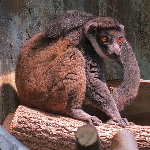 Mongoose Lemur