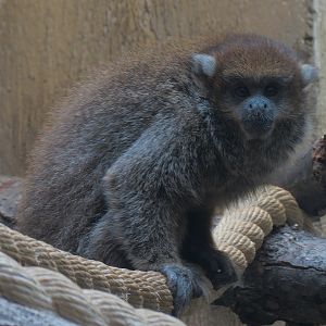 Bolivian Gray Titi Monkey