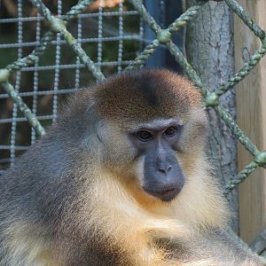 Golden-bellied Mangabey