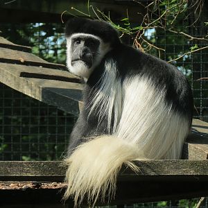 Colobus Monkey