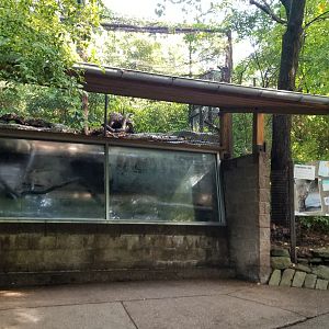 Pittsburgh 8/21 - Canada lynx exhibit