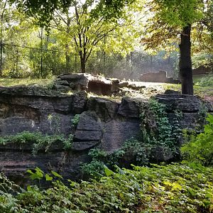 Pittsburgh 8/21 - Amur tiger