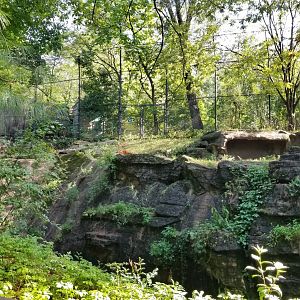 Pittsburgh 8/21 - Amur tiger