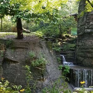 Pittsburgh 8/21 - Amur tiger exhibit