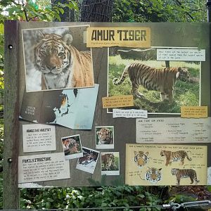 Pittsburgh 8/21 - Amur tiger signage