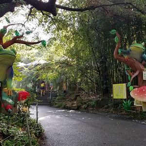 Pittsburgh 8/21 - Red-eyed tree frogs