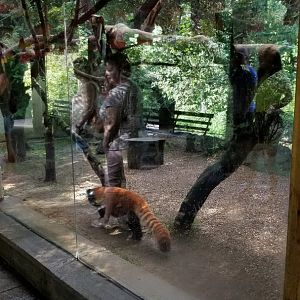 Pittsburgh 8/21 - Red panda