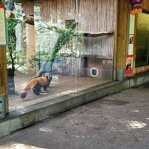Pittsburgh 8/21 - Red panda