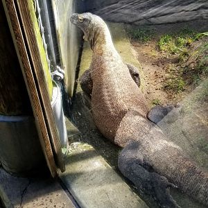 Pittsburgh 8/21 - Komodo dragon
