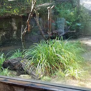 Pittsburgh 8/21 - Komodo dragon exhibit