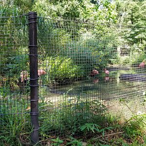 Pittsburgh 8/21 - American flamingos