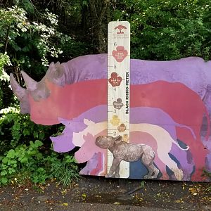 Pittsburgh 8/21 - Rhino measurements