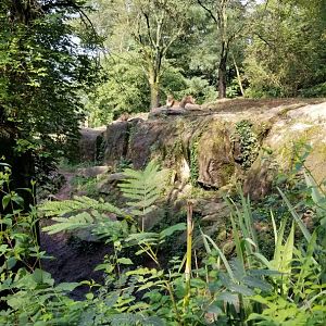Pittsburgh 8/21 - African lions