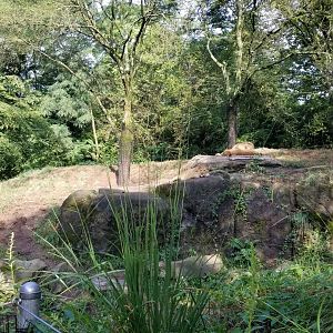 Pittsburgh 8/21 - Lion cub under parents