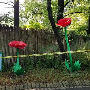 Pittsburgh 8/21 - Poppies