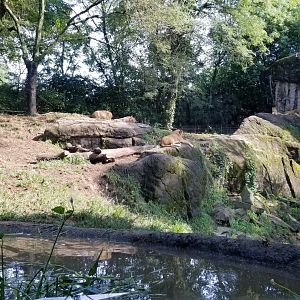 Pittsburgh 8/21 - Lions, parents and three cubs
