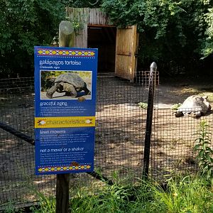 Pittsburgh 8/21 - Galapagos  tortoise