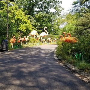 Pittsburgh 8/21 - Flamingo lanterns
