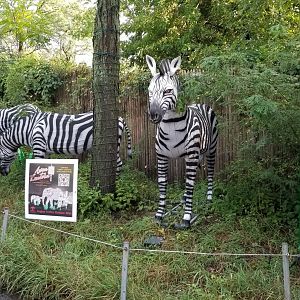 Pittsburgh 8/21 - Zebras